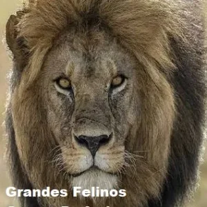 Coleção Digital Grandes Felinos, Guerra De Leões Documentário Completo