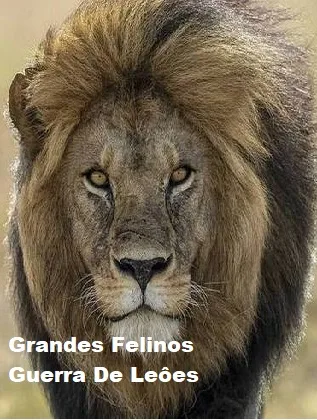 Coleção Digital Grandes Felinos, Guerra De Leões Documentário Completo
